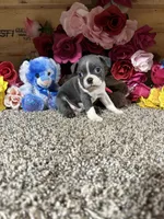 Riley, a male Boston Terrier for sale in Cub Run, KY – 1 of 4