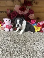 Lexi Anne, a male Boston Terrier for sale in Cub Run, KY – 5 of 5