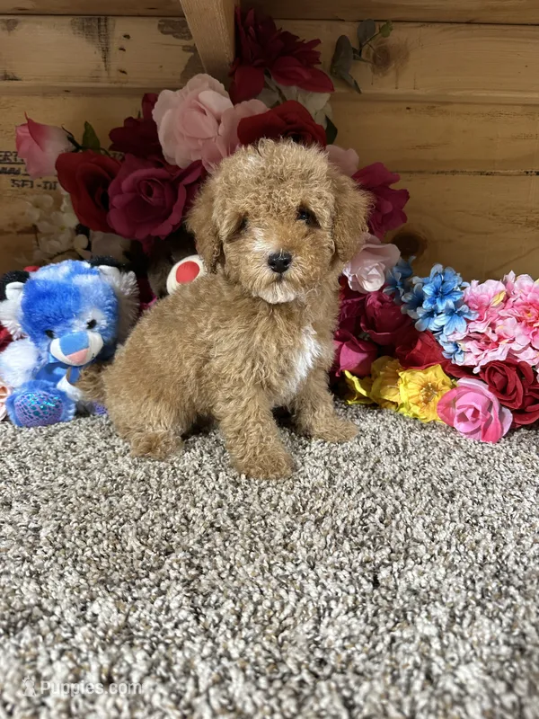 Oscar – Poodle - Toy  puppy for sale in Cub Run, KY