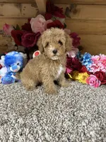 Oscar, a male Poodle - Toy  for sale in Cub Run, KY – 1 of 6