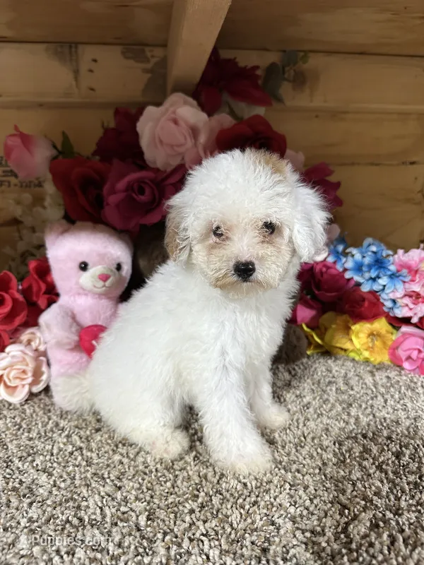 Angel  – Poodle - Toy  puppy for sale in Cub Run, KY