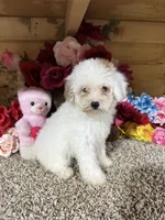 Angel , a female Poodle - Toy  for sale in Cub Run, KY – 1 of 6
