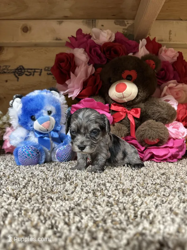 Coy – Cavapoo puppy for sale in Cub Run, KY