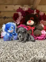 Coy, a male Cavapoo for sale in Cub Run, KY – Photo 1 of 4