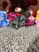 Coy, a male Cavapoo for sale in Cub Run, KY – Photo 3 of 4