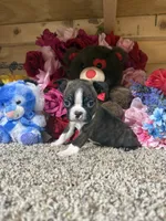 Rowdy, a male Boston Terrier for sale in Cub Run, KY – Photo 4 of 4