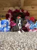 Rowdy, a male Boston Terrier for sale in Cub Run, KY – Photo 1 of 4