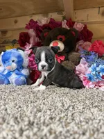 Rowdy, a male Boston Terrier for sale in Cub Run, KY – Photo 2 of 4