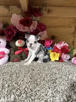 Gloria , a female Boston Terrier for sale in Cub Run, KY – 2 of 5