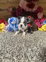 Dusty, a male Boston Terrier for sale in Cub Run, KY – 2 of 5