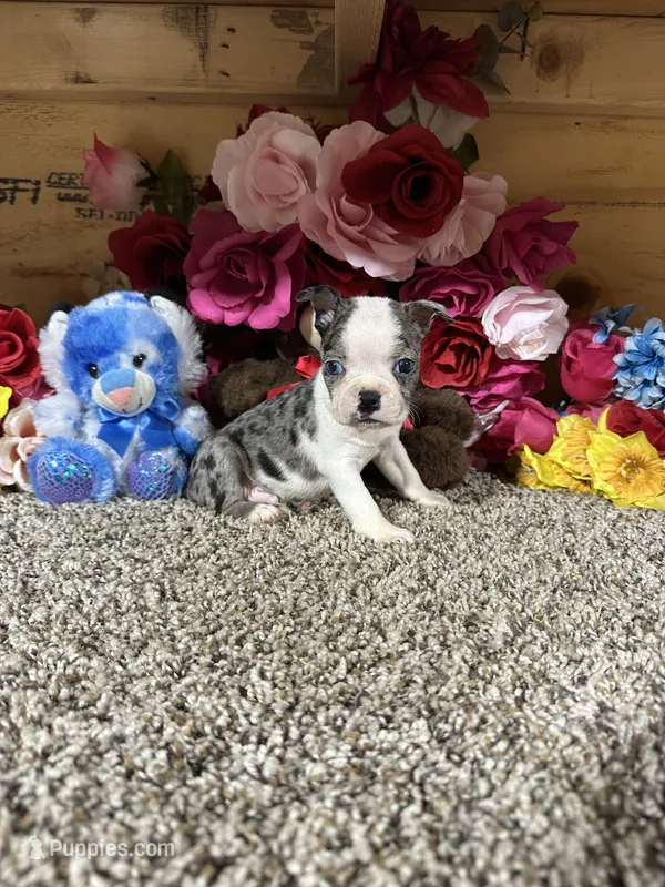Stormy – Boston Terrier puppy for sale in Cub Run, KY