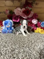 Stormy, a male Boston Terrier for sale in Cub Run, KY – 1 of 4