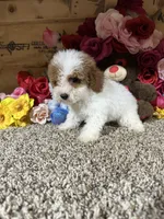 Chester , a male Poodle - Toy  for sale in Cub Run, KY – 2 of 6
