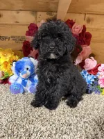 Tex, a male Poodle - Miniature  for sale in Cub Run, KY – Photo 3 of 4