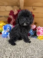 Tex, a male Poodle - Miniature  for sale in Cub Run, KY – Photo 2 of 4