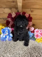 Tex, a male Poodle - Miniature  for sale in Cub Run, KY – Photo 4 of 4
