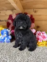 Tex, a male Poodle - Miniature  for sale in Cub Run, KY – Photo 1 of 4