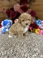 Chief , a male Poodle - Toy  for sale in Cub Run, KY – 3 of 6