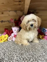 Jasimine, a female Cavapoo for sale in Cub Run, KY – 2 of 5
