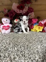 Gloria , a female Boston Terrier for sale in Cub Run, KY – 5 of 5