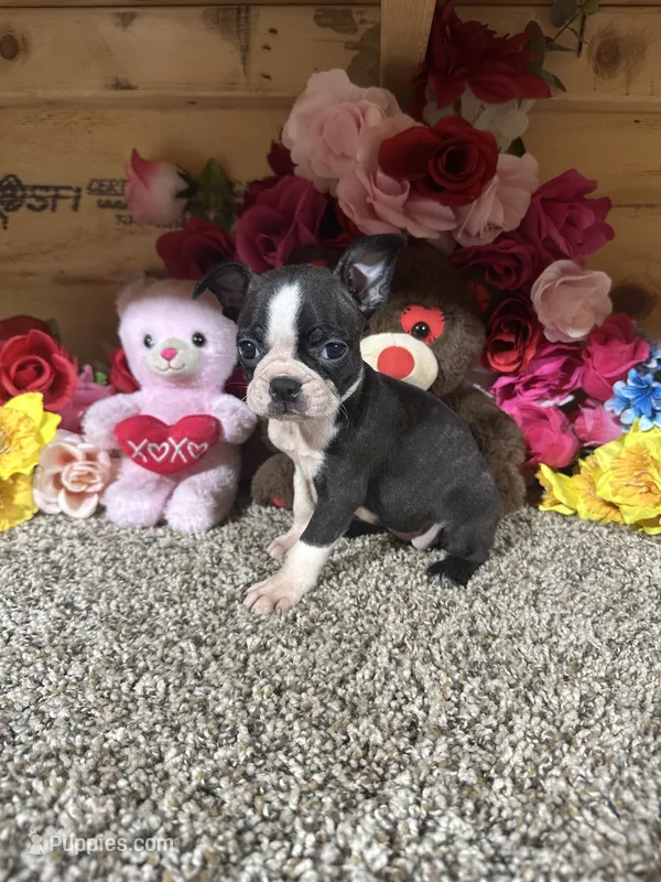 Leah – Boston Terrier puppy for sale in Cub Run, KY