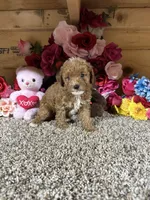Roxie, a female Poodle - Toy  for sale in Cub Run, KY – 1 of 5