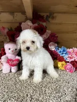 Angel , a female Poodle - Toy  for sale in Cub Run, KY – 3 of 6