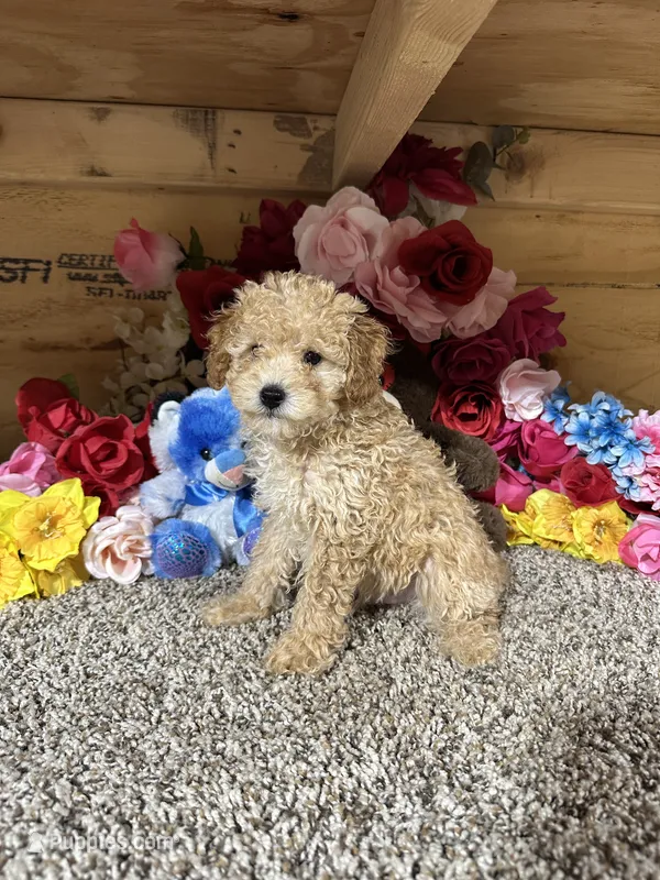 Akc Harper – Poodle - Toy  puppy for sale in Cub Run, KY