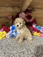 Akc Harper, a male Poodle - Toy  for sale in Cub Run, KY – 1 of 4