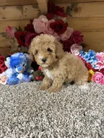 Oscar, a male Poodle - Toy  for sale in Cub Run, KY – 5 of 6