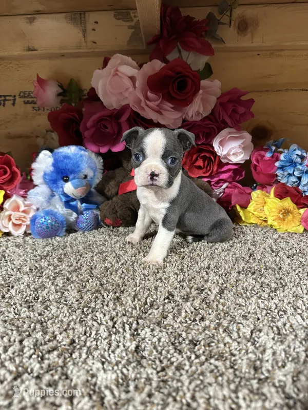 Buster – Boston Terrier puppy for sale in Cub Run, KY