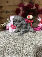 Loma Mae, a female Cavapoo for sale in Cub Run, KY – Photo 3 of 4