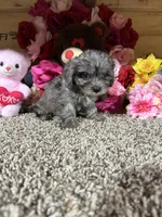 Loma Mae, a female Cavapoo for sale in Cub Run, KY – Photo 1 of 4