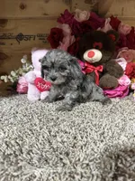 Loma Mae, a female Cavapoo for sale in Cub Run, KY – Photo 2 of 4