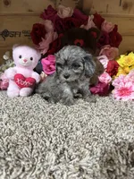 Loma Mae, a female Cavapoo for sale in Cub Run, KY – Photo 4 of 4