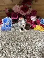 Sosa, a male Boston Terrier for sale in Cub Run, KY – 6 of 6