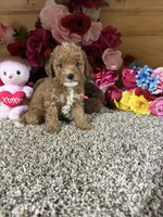 Roxie, a female Poodle - Toy  for sale in Cub Run, KY – 4 of 5