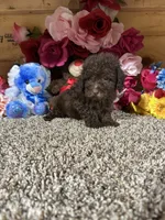 Akc Lenny, a male Poodle - Toy  for sale in Cub Run, KY – 2 of 3