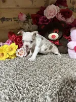 Rosie, a female Boston Terrier for sale in Cub Run, KY – 4 of 5