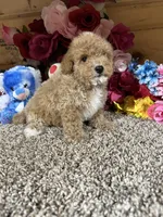 Chief , a male Poodle - Toy  for sale in Cub Run, KY – 6 of 6