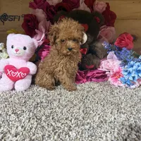 Akc Teacup Delilah, a female Poodle - Toy  for sale in Cub Run, KY – Photo 3 of 5