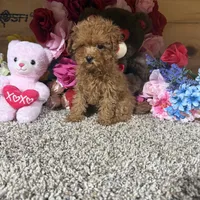 Akc Teacup Delilah, a female Poodle - Toy  for sale in Cub Run, KY – Photo 4 of 5