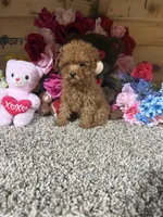 Akc Teacup Delilah, a female Poodle - Toy  for sale in Cub Run, KY – Photo 4 of 5