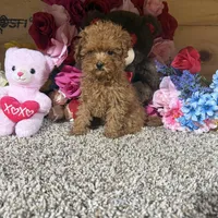 Akc Teacup Delilah, a female Poodle - Toy  for sale in Cub Run, KY – Photo 2 of 5