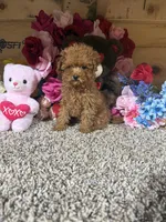 Akc Teacup Delilah, a female Poodle - Toy  for sale in Cub Run, KY – Photo 2 of 5