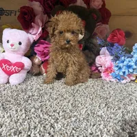 Akc Teacup Delilah, a female Poodle - Toy  for sale in Cub Run, KY – Photo 1 of 5