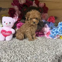 Akc Teacup Delilah, a female Poodle - Toy  for sale in Cub Run, KY – Photo 5 of 5