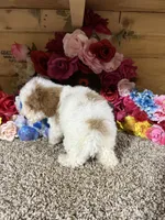 Tex, a male Poodle - Toy  for sale in Cub Run, KY – 2 of 5
