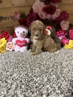 Roxie, a female Poodle - Toy  for sale in Cub Run, KY – 5 of 5