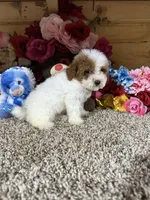 Chester , a male Poodle - Toy  for sale in Cub Run, KY – 6 of 6